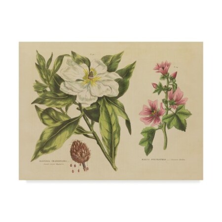 Wild Apple Portfolio 'Herbal Botanical Ii' Canvas Art,14x19